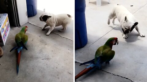 Excited French Bulldog plays with parrot best friend