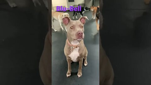 [Shorts 0129] BLU-BELL [#dogs #doggos #doggies #puppies #dogdaycare]