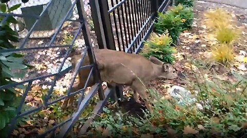 Police rescue deer trapped between bars of metal fence