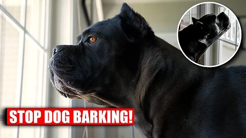 How To STOP Barking - Stop Dog Barking