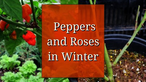 Overwintering Peppers & Roses: Almost the Same!