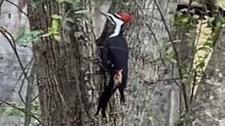 Pileated Woodpecker, unafraid, hard at work