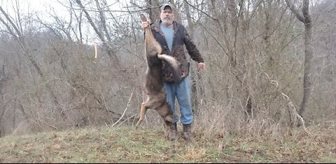 Trapping half black coyote in WV
