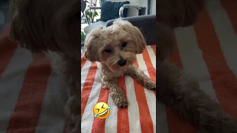 Funny pet/ cute dog talking/ "Her husband beat me up"