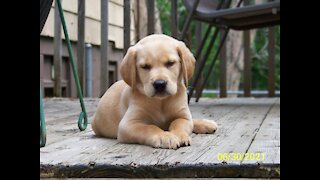 Dexter at 6-weeks old