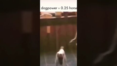 1 dogpower = 0.25 horsepower🤣❤️ #dog #dogs #doglover #dogdaily #dogpics #dogslove #shorts #viral