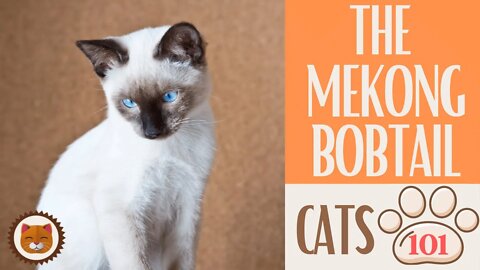 🐱 Cats 101 🐱 MEKONG BOBTAIL CAT - Top Cat Facts about the MEKONG BOBTAIL