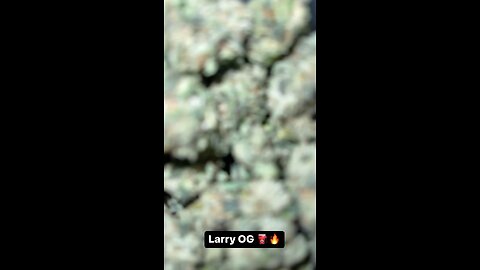 Larry OG 🚀