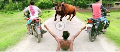 Bull fight video very funny.