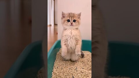 Cute Meow Cat Moments