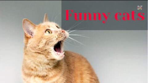 Funniest Cats 😹 - Don't try to hold back Laughter 😂 - Funny Cats