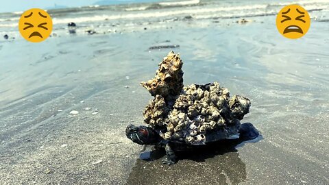 This Turtle Was Desperate Asked People For Help | Covered With Thousands of Barnacles