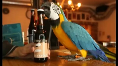 SUPER STRONG Parrot Jack opens beer bottles with his beak