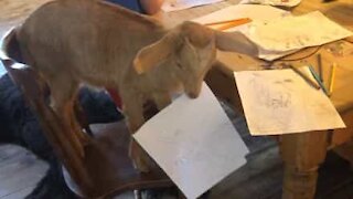 Goat eats kid's homework