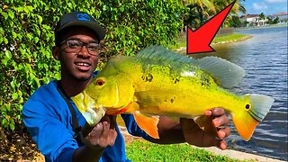 *HOW TO* catch more BIG peacock bass