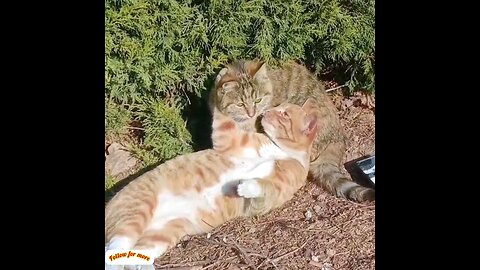 How romantic the cat was doing_😜😂 trending video