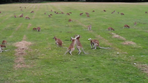 Drone footage captures hundreds of wallabies