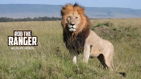 Paradise Lions Finish A Meal | Maasai Mara Safari | Zebra Plains