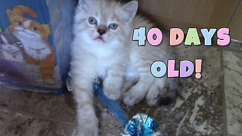 Misha's Kittens Are 40 Days Old! 😻