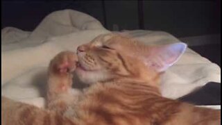 Søt kattunge suger på tommelen sin i søvne