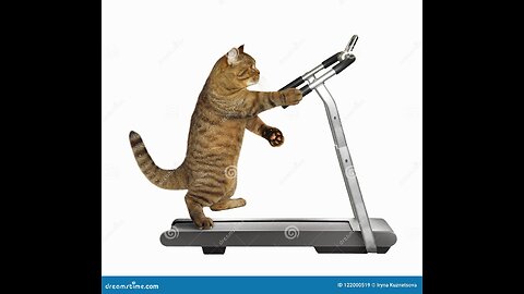 Cats on treadmill