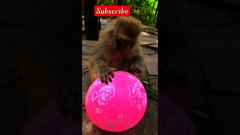 monkey funny short video|monkey funny short video|#short|funny animal video|YouTube short|