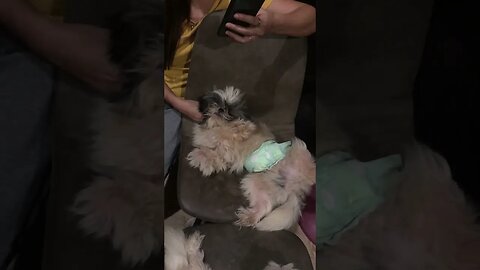 My Shih Tzu puppy is a Mommy's Boy