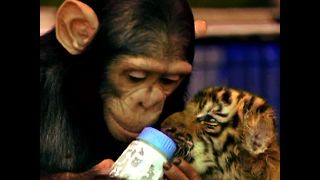 Chimpanzee Bottle Feeds Tiger Cubs