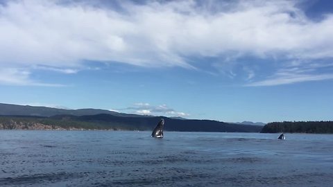 Check Out This Double Humpback Whale Breach Off British Columbia Coast