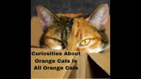 Cats are just Orange Cats