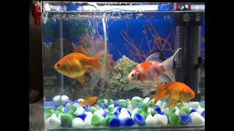 My wonderful fish are playing wow