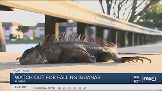 Falling Iguanas risk during cold snap