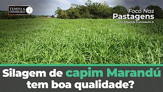 Silagem de capim Marandú tem boa qualidade? Foco nas Pastagens traz a resposta