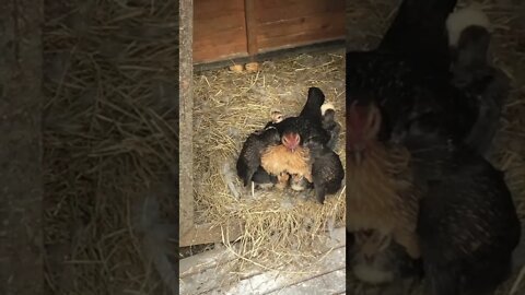 Australian pit game bantam holding her chicks
