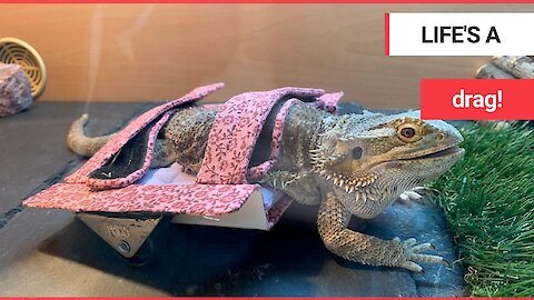 Disabled bearded dragon has been able to crawl - thanks to a custom-made wheelchair!