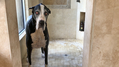Funny Great Dane Having a Shower and a Shake