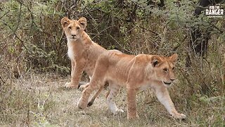 Lioness With Cubs | Lalashe Maasai Mara Safari