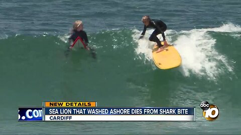 Sea lion that washed ashore dies from shark bite