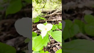 Beautiful Hiking Trail | Invitation to Nature