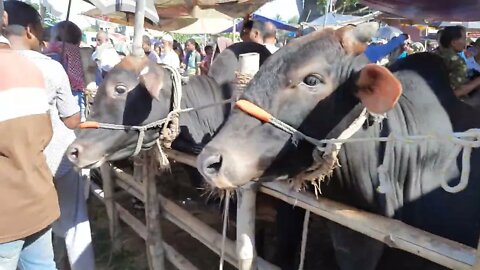 Hazir Hatt Pabna || পাবনা হাজির হাট || কুরবানির গরু ছাগলের হাট l