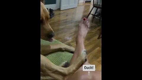 Dog's Funny Reaction to Tickling #viralclips #viralvideos