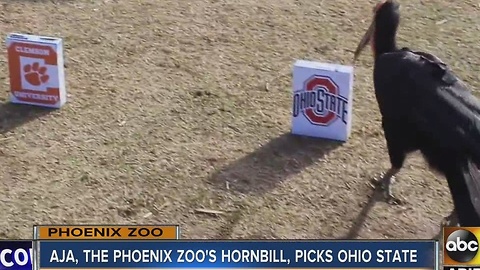 Phoenix Zoo's Southern ground hornbill makes pick in Fiesta Bowl!