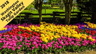Washington: Skagit Valley, Roozengaarde tulip garden 2018