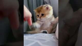 CAT VIDEO