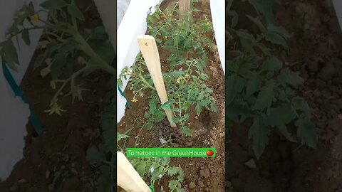 Fresh Tomatoes Growing perfectly in my GreenHouse| #shorts #short #agriculture #shortvideo #food