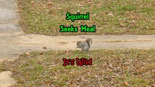 Squirrel Seeks Meal