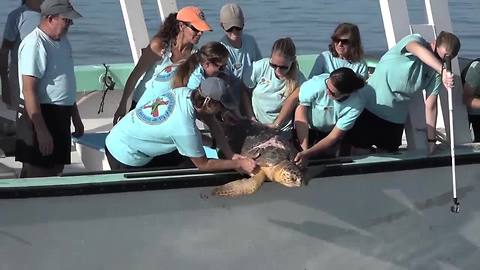 Turtle named Chuck Norris released in Florida Keys