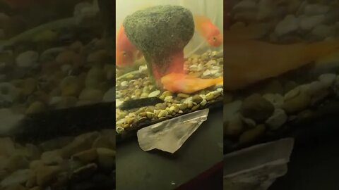 Fish Wake Up