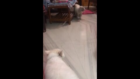 Persian cat vs Himalayan cat🔥