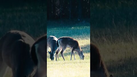 Deer in Georgia